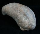 Tall Fossil Whale Ear Bone - Venice Florida #6085-2